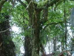 Forests